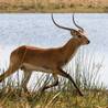Maun