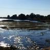 Maun