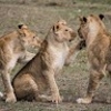 11-Days Tanzania Mid-Range Safari and Zanzibar Holiday reviewer 9