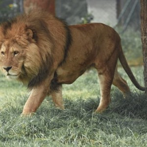 RWANDA NATURAL TOURS CO LTD - Best Kigali City Operators \ Rwanda Gorilla Trekking Company