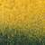 Fahad