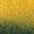 Fahad
