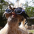 reviewer 1