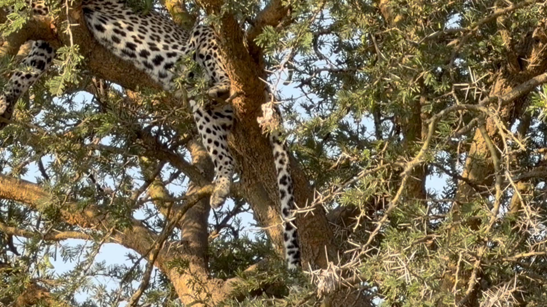 Vídeo de reseña del cliente sobre Lo mejor de Kenia y Tanzania - 12 días