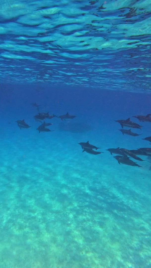 Vídeo de reseña del cliente sobre ¡Excursión en grupo a las Maldivas! Tiburones ballena, mantarrayas, naufragio y visita a un complejo turístico