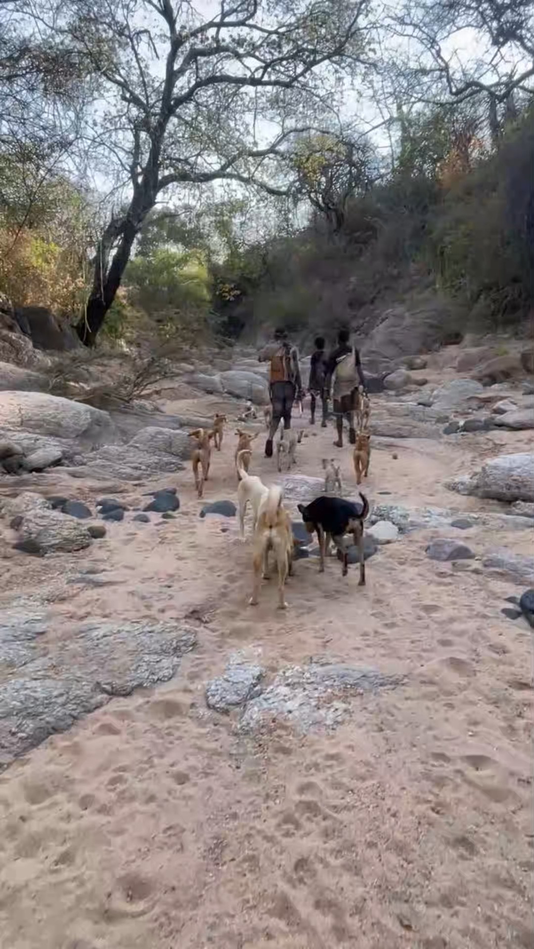 Trouvez votre Tanzanie Safari idéal. Vous avez le choix entre pas moins de 1982 voyages durant entre une journée et 28 jours. Le mois comptant le plus grand nombre de départs est Août, ce qui en fait le moment le plus apprécié pour aller en Tanzanie.