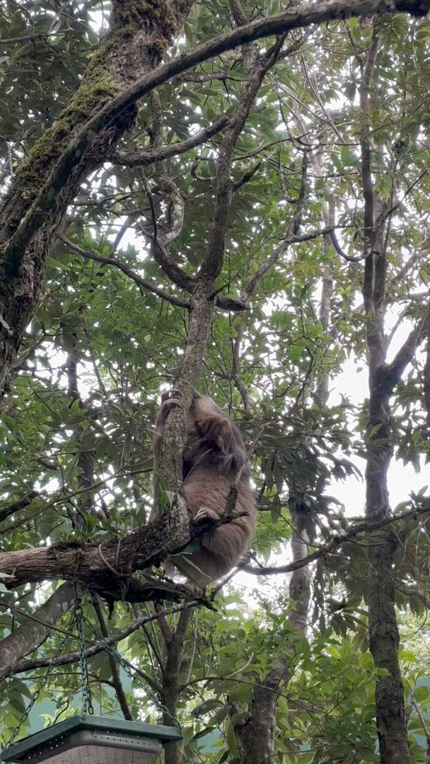 Vídeo de reseña del cliente sobre La esencia de Costa Rica -Paquete incluido Guanacaste