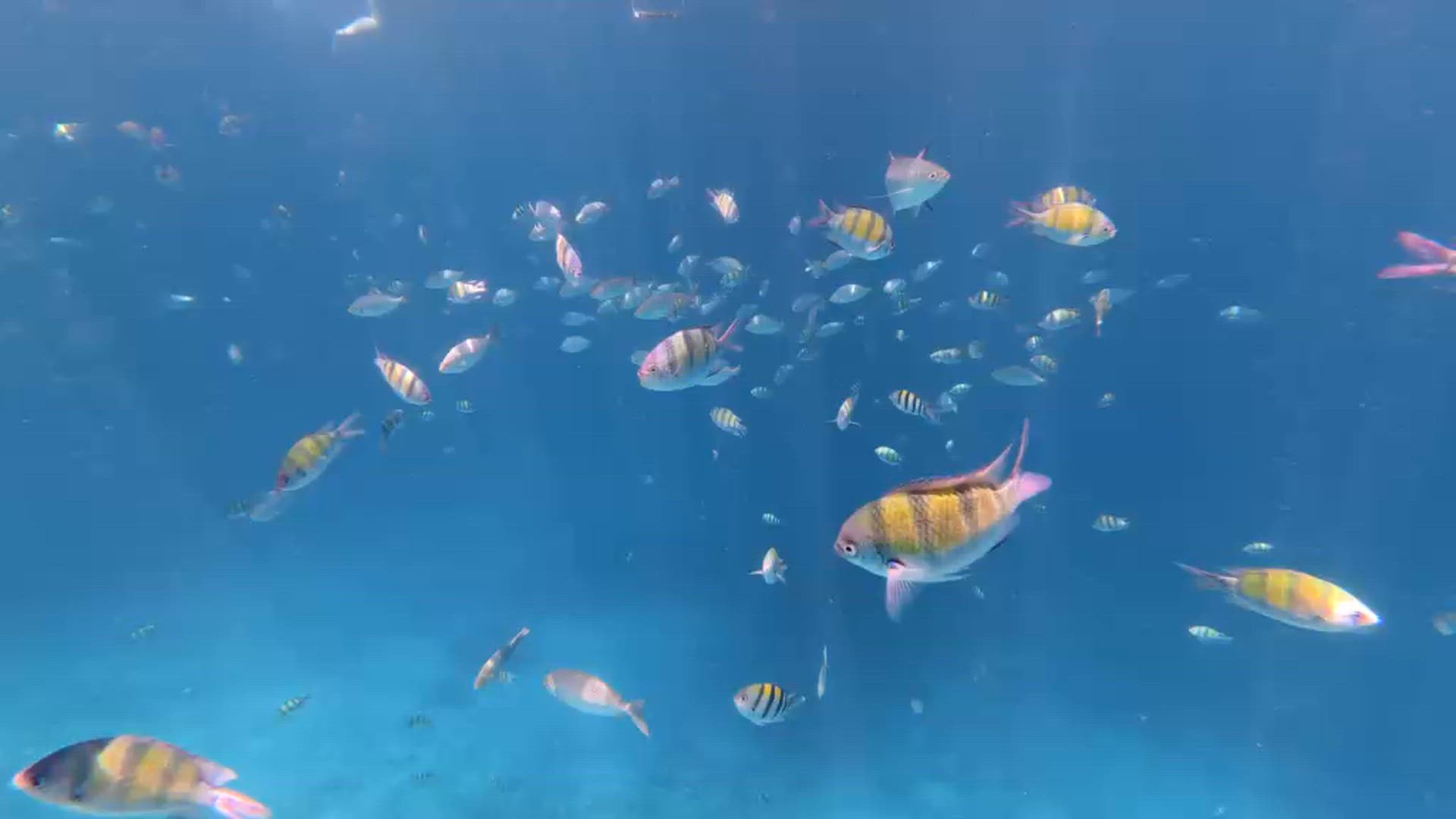 Philippines : Plongée en apnée et observation des étoiles customer review video