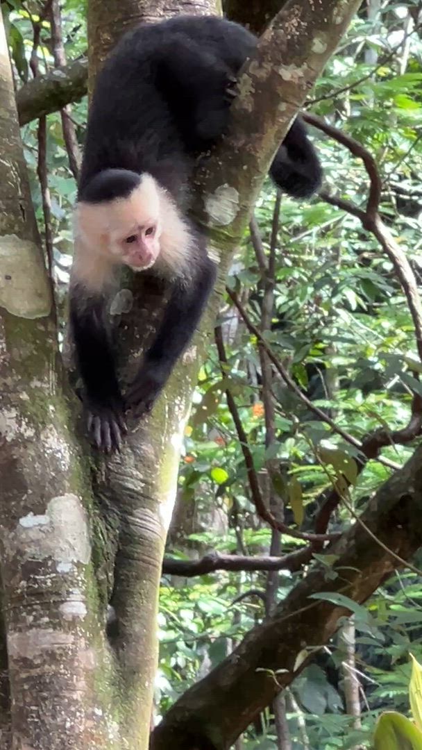 Vídeo de reseña del cliente sobre La esencia de Costa Rica - paquete de viaje con el Parque Nacional Manuel Antonio