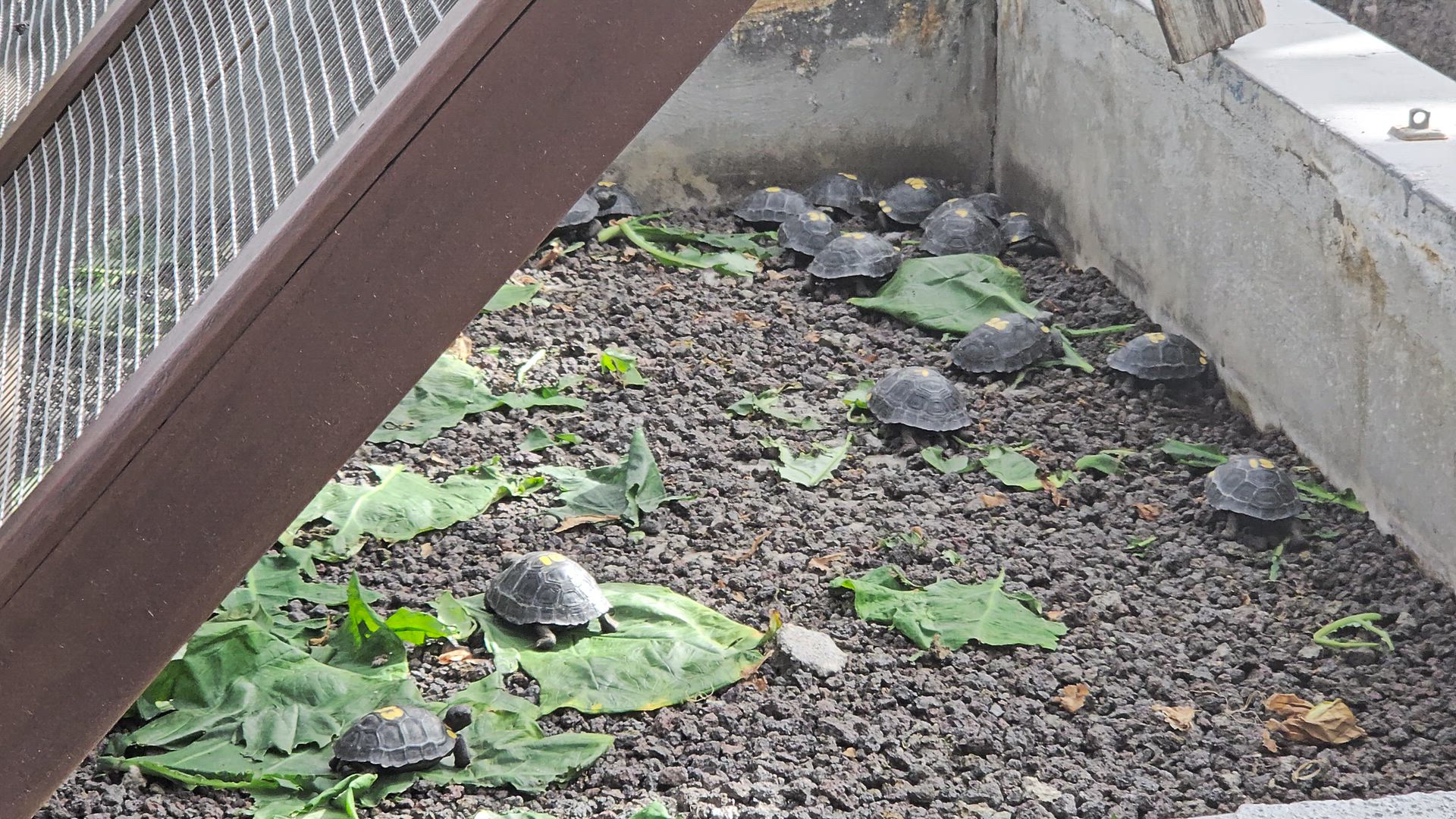 Picture yourself swimming in the beautiful Cenote Azul, or exploring the Maya ruins, hidden in thick forests. You can learn how to make a traditional Belizean meal by cooking with local families who share their tips. You can also snorkel near the second-longest reef in the world, where colorful fish swim through coral gardens. Feel the rhythm of Latin America.