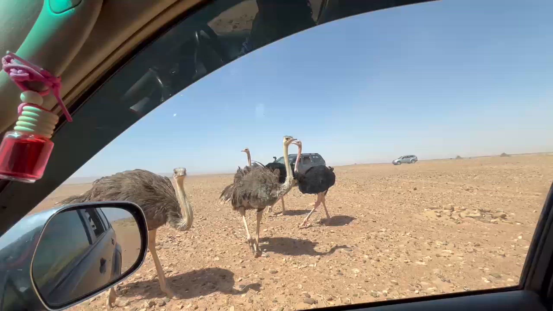 Machen Sie sich auf die Suche nach den Big Five auf einer <a href="/de/i/afrika-safari">Safari</a> in Tansanias Serengeti oder im Kruger Nationalpark, pirschen Sie sich an die sanften Riesen heran während eines Chobe Safari Abenteuers oder düsen Sie die Dünen von Sossusvlei in Namibia herunter. Ob Sie lieber unter dem Sternenhimmel zelten oder sich ein Luxus Erlebnis gönnen, Sie gestalten Ihr afrikanisches Abenteuer wie Sie es wünschen. Von den donnernden Viktoriafällen bis zum <a href="/de/i/ruanda-gorilla-trekking">Gorilla Trekking in den Wäldern Ruandas</a>, von den Sandstränden in Sansibar bis zu den archäologischen Wundern Ägyptens, eine Afrika Reise bringt Sie an diesem unvergleichlichen Ort garaniert ins Staunen.