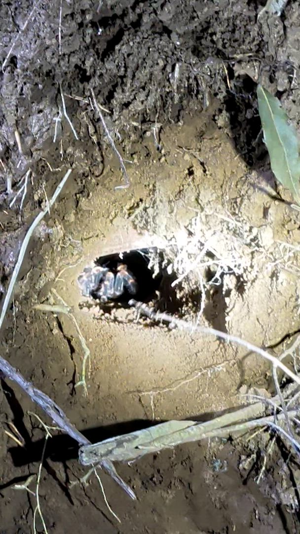 Quête de la Costa Rica customer review video