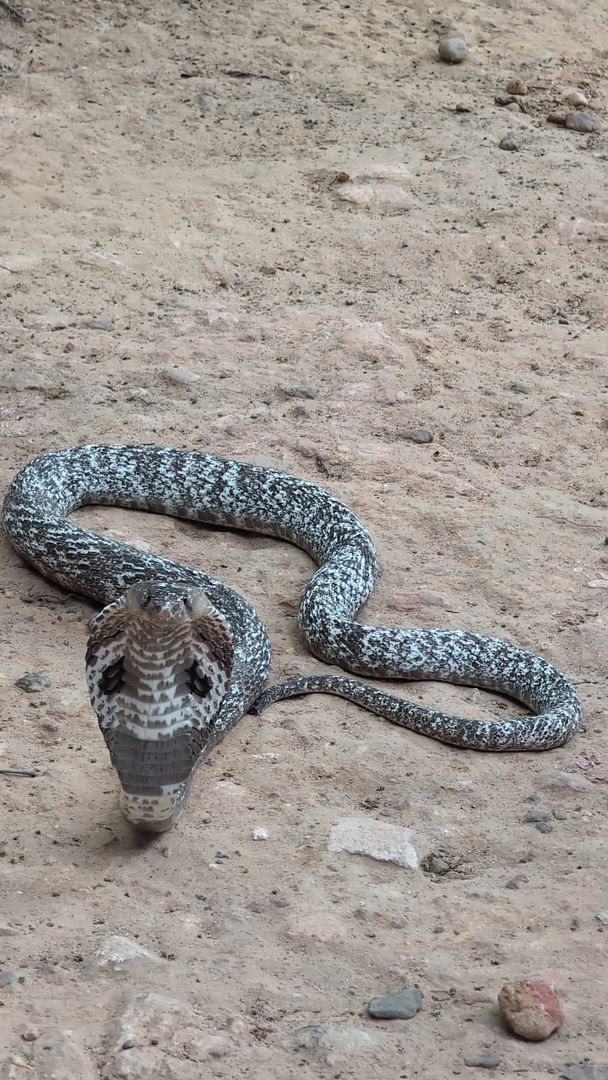 video met klantbeoordeling van 6-daagse rondreis in Sri Lanka - Upgrade naar privérondreis beschikbaar