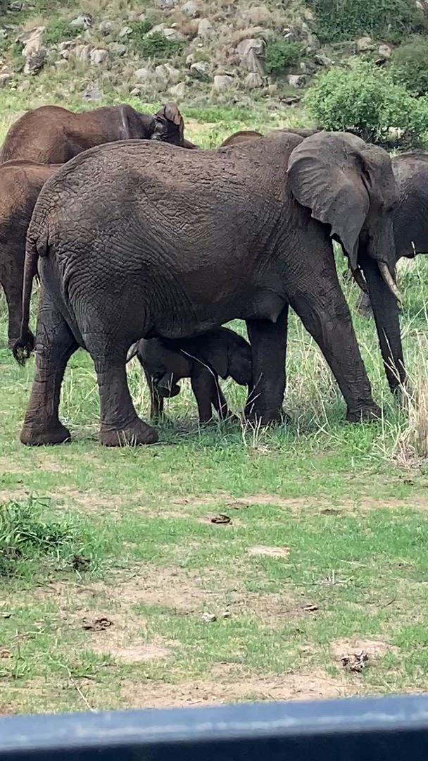 Vídeo de reseña del cliente sobre Safari Clásico de los Cinco Grandes en Tanzania **Viaje con Enfoque Sostenible