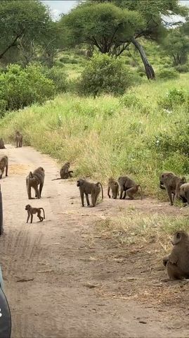 Big Five Classic Safari in Tanzania **Sustainable Approach to Travel Tour