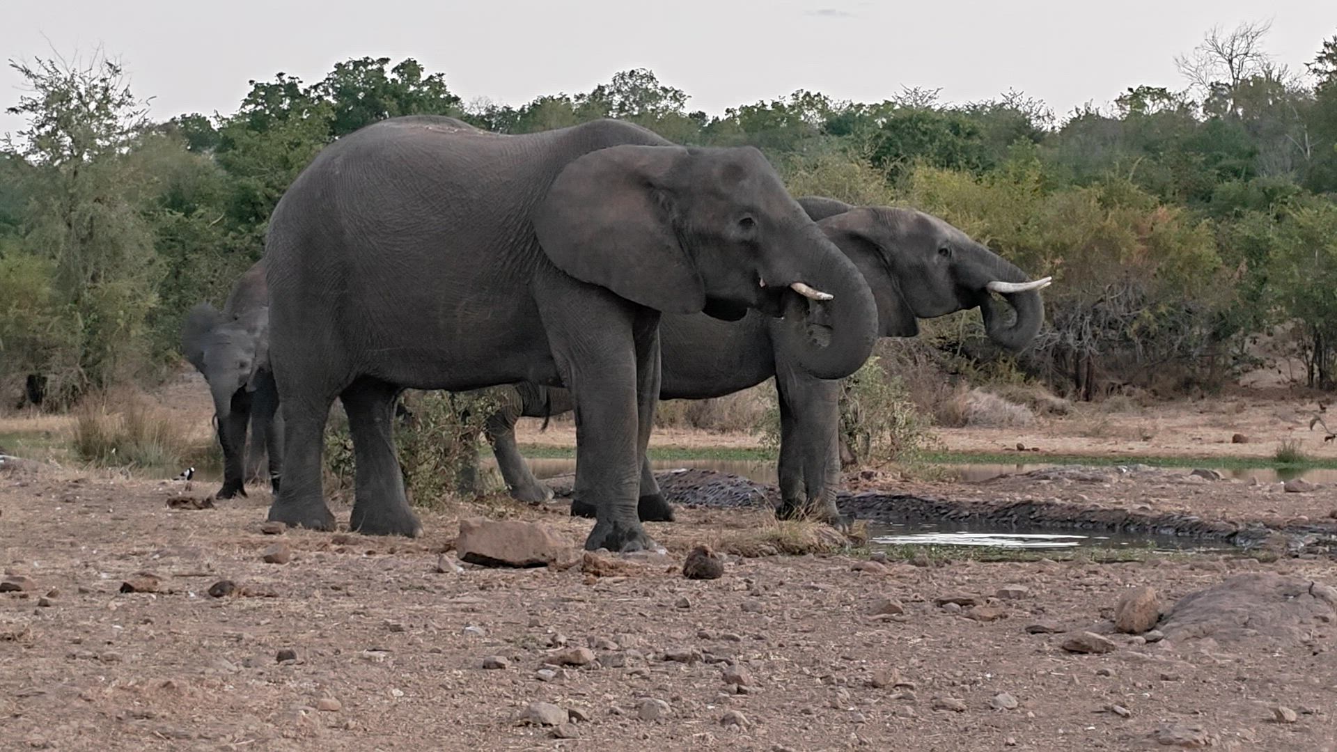Vídeo de reseña del cliente sobre Experiencia Okavango