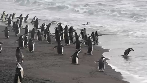 TourRadar a réuni les meilleurs Pôles. Nous vous proposons 339 aventures dans 19 pays différents. Ces circuits durent entre 2 et 37 jours.