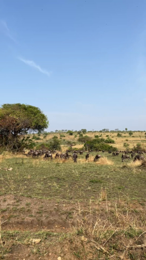 Trouvez votre circuit idéal en Tanzanie. Nous avons 2338 aventures à vous proposer en Tanzanie entre une journée et 28 jours. Le mois le plus apprécié pour s'y rendre est octobre, c'est-à-dire le mois qui compte le plus grand nombre de départs.