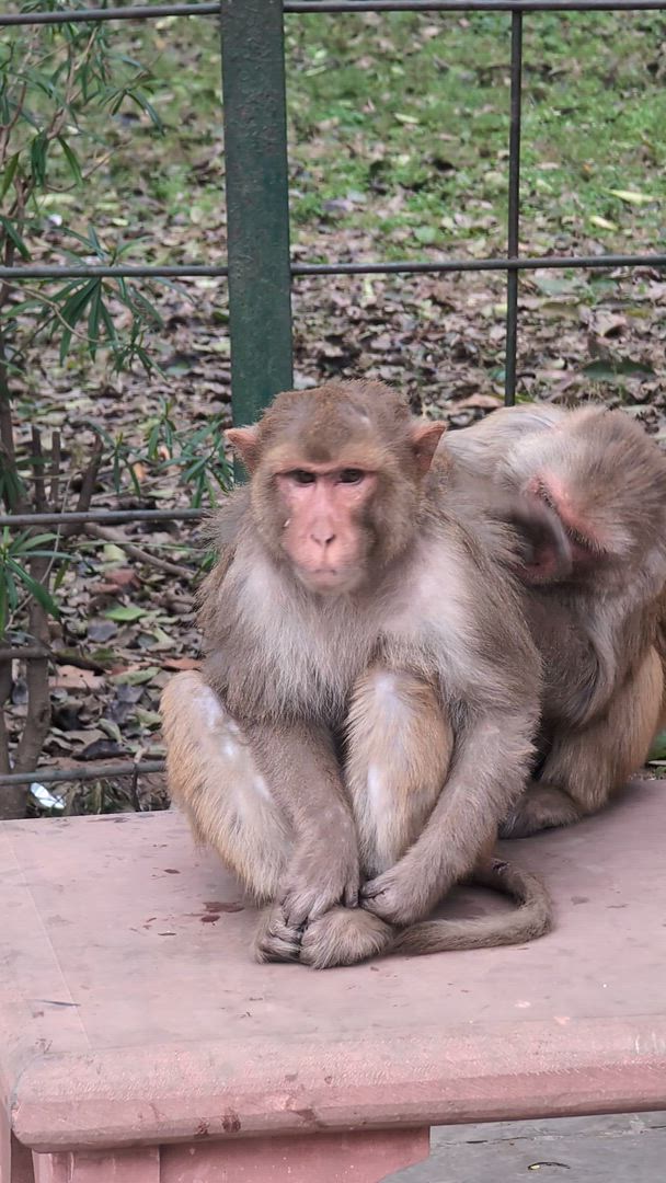 Group/Private Golden Triangle with Varanasi With Luxury 4 Star Hotels customer review video