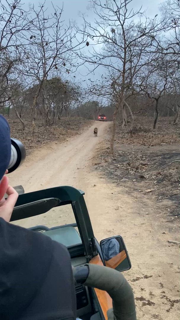Vídeo de reseña del cliente sobre Safari por la India - leones asiáticos y tigres de Bengala