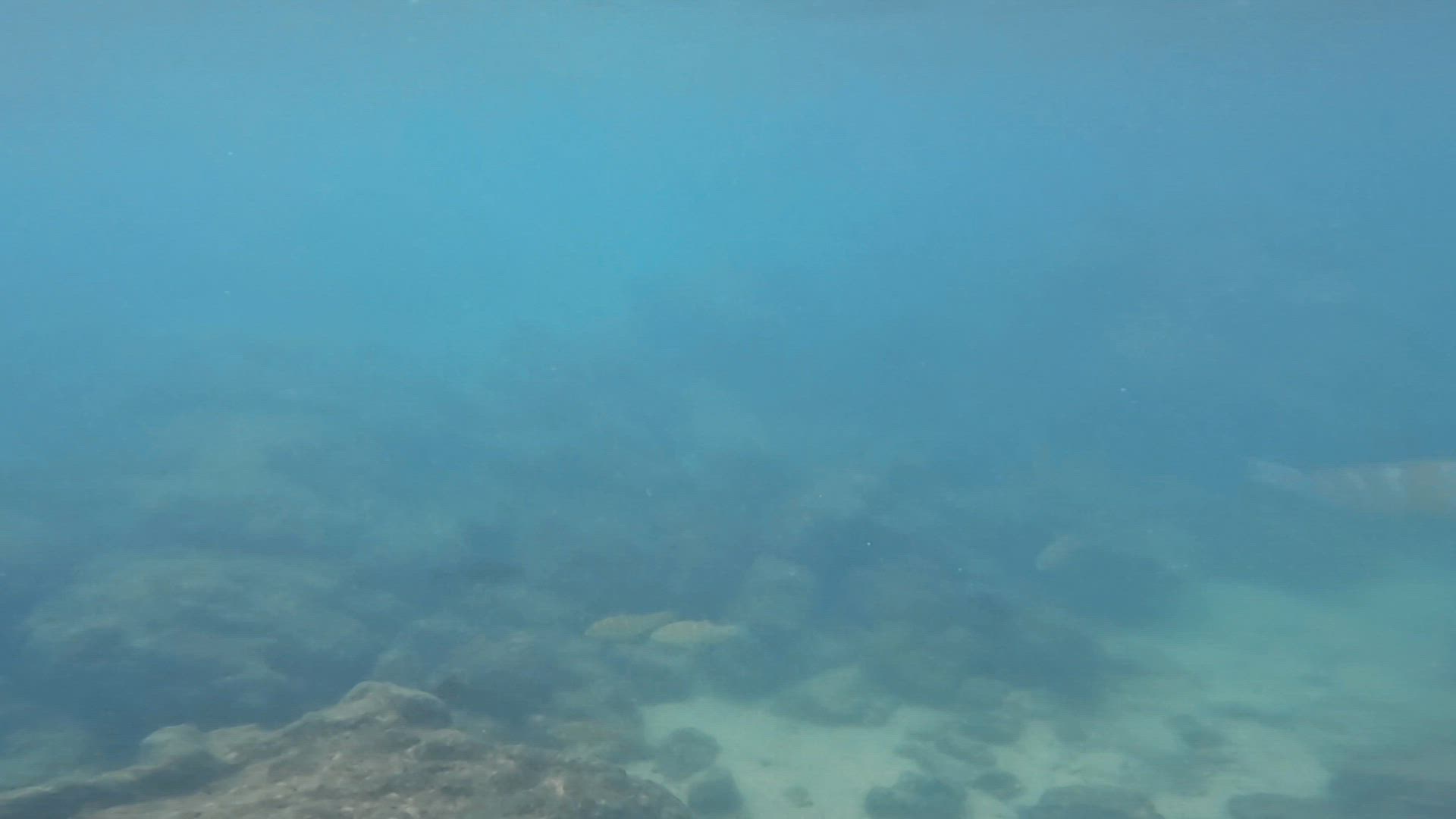 Le meilleur des Galápagos customer review video