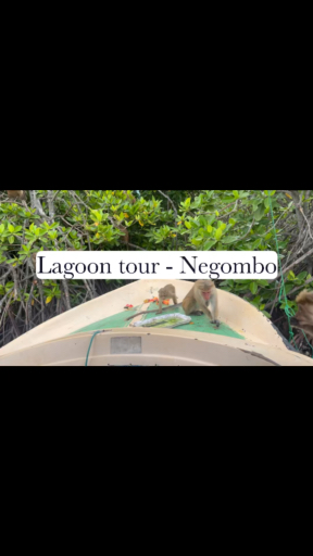 Trouvez votre circuit idéal au Sri Lanka. Nous avons 716 aventures à vous proposer au Sri Lanka entre une journée et 26 jours.