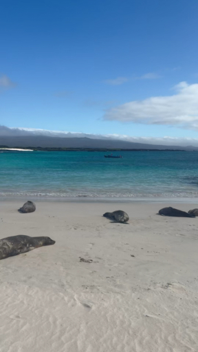 Stand before the giant tortoises, splash around with the sea lions at La Lobería, and paddle a kayak in the breathtaking Tortuga Bay, where unspoiled beaches and marine iguanas await. Hike the enormous Sierra Negra Volcano crater, or explore the Tintoreras Islet, a living testament to evolution, home to remarkable marine animals.