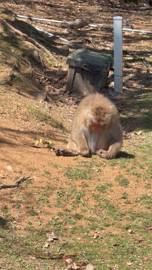 Japan Highlights mit One Life Adventures 9 Tage Kundenbewertungsvideo