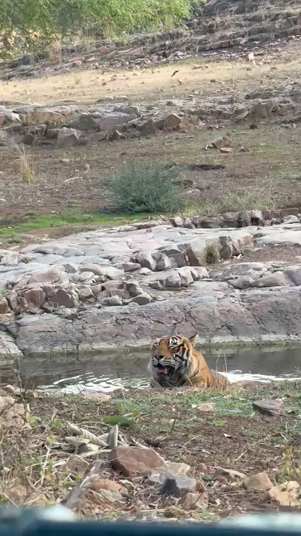 4 Days Golden Triangle with Ranthambore Tiger Safari with Taj Mahal Sunrise/Sunset customer review video