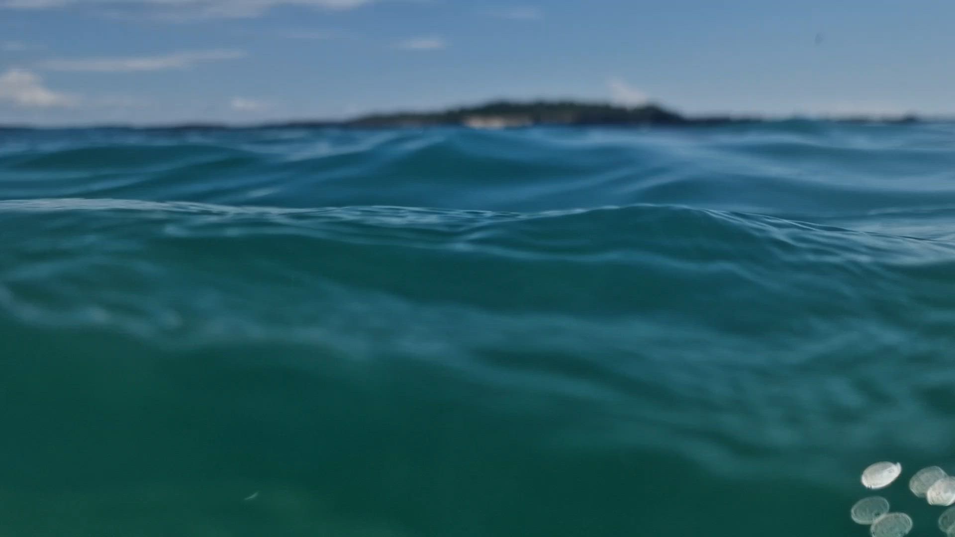 Circuit en petit groupe au cœur des Galápagos - 10 jours customer review video