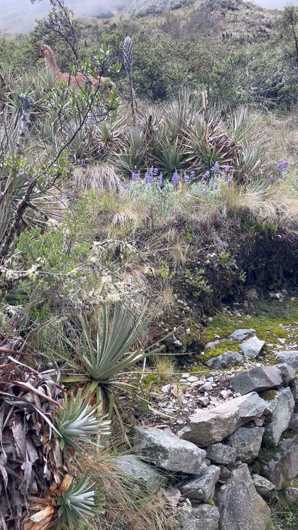 Vídeo de reseña del cliente sobre Del Amazonas a los Andes