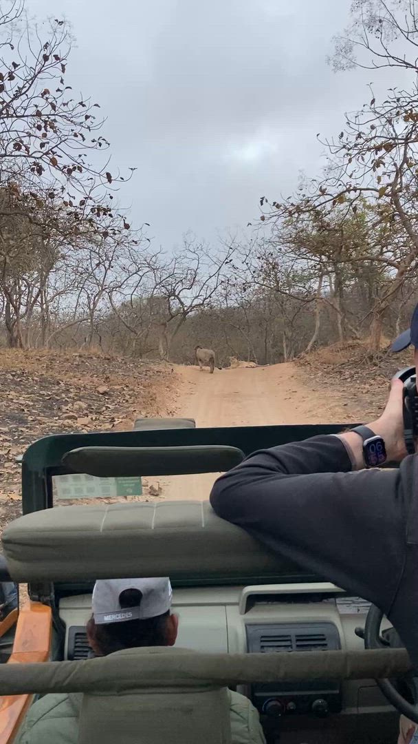 Vídeo de reseña del cliente sobre Safari por la India - leones asiáticos y tigres de Bengala