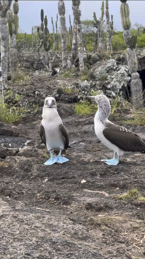Trouvez votre circuit idéal en Équateur. Nous avons 611 aventures à vous proposer en Équateur entre une journée et 19 jours. Le mois le plus apprécié pour s'y rendre est août, c'est-à-dire le mois qui compte le plus grand nombre de départs.
