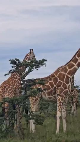 15 Days Uganda Gorilla and Game safari holiday Tour