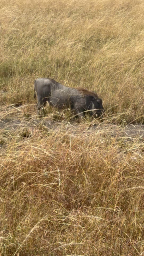 Have you imagined falling in love with the natural beauty of the Rift Valley, experiencing the thrill of photographing the Big Five, or experiencing the natural thrill of wildlife encounters? Nairobi is calling! Witness great herds of elephants, lions and antelopes. Kenya's wildlife and landscapes are absolutely breathtaking for safari enthusiasts.
