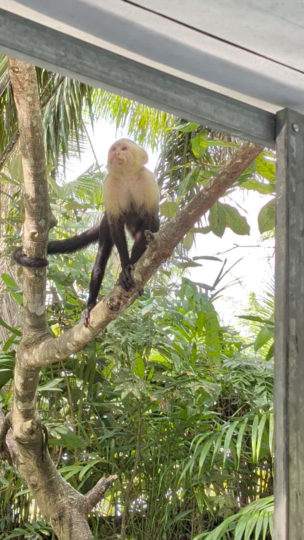 Quête de la Costa Rica customer review video