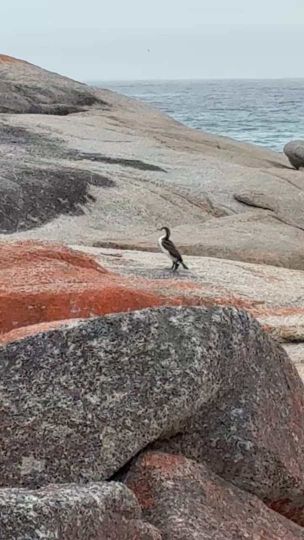 Famous 5 - Rundreise durch Tasmanien (5 Tage) customer review video