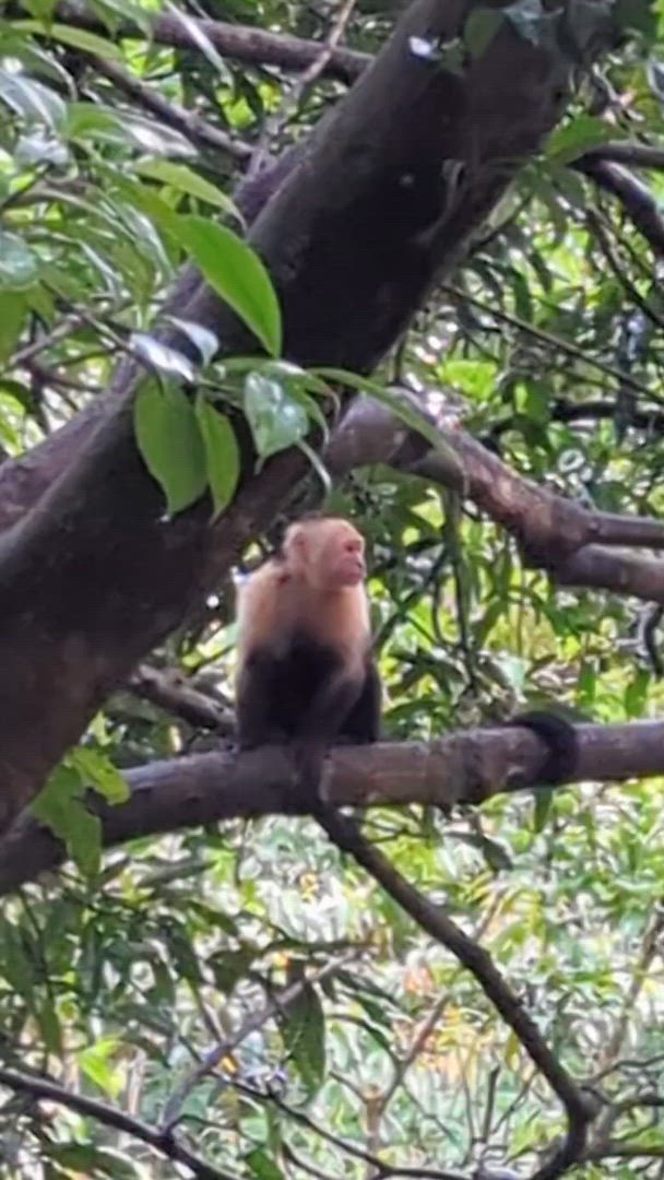 Vídeo de reseña del cliente sobre Volcanes, naturaleza y Caribe