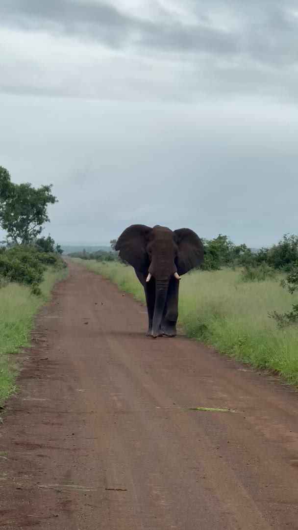 Safari en Afrique australe (27 destinations) customer review video