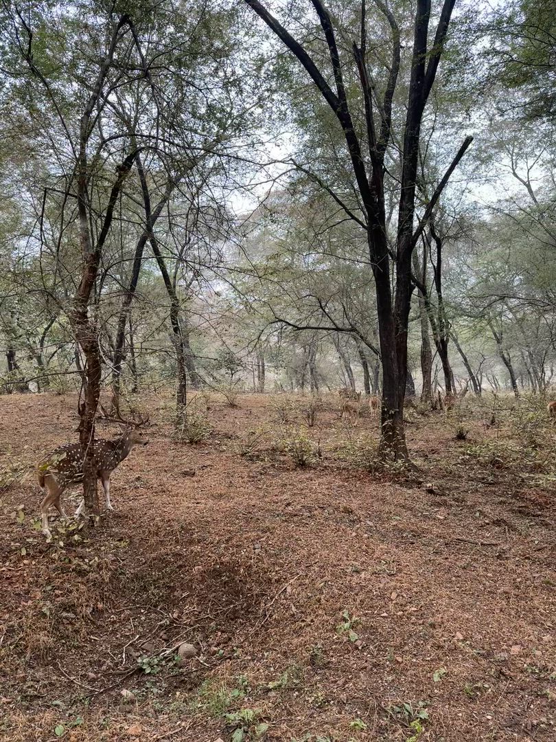 Adventures Ranthambore Wildlife Safari Tour avec l'Inde du Nord complète 15 jours customer review video