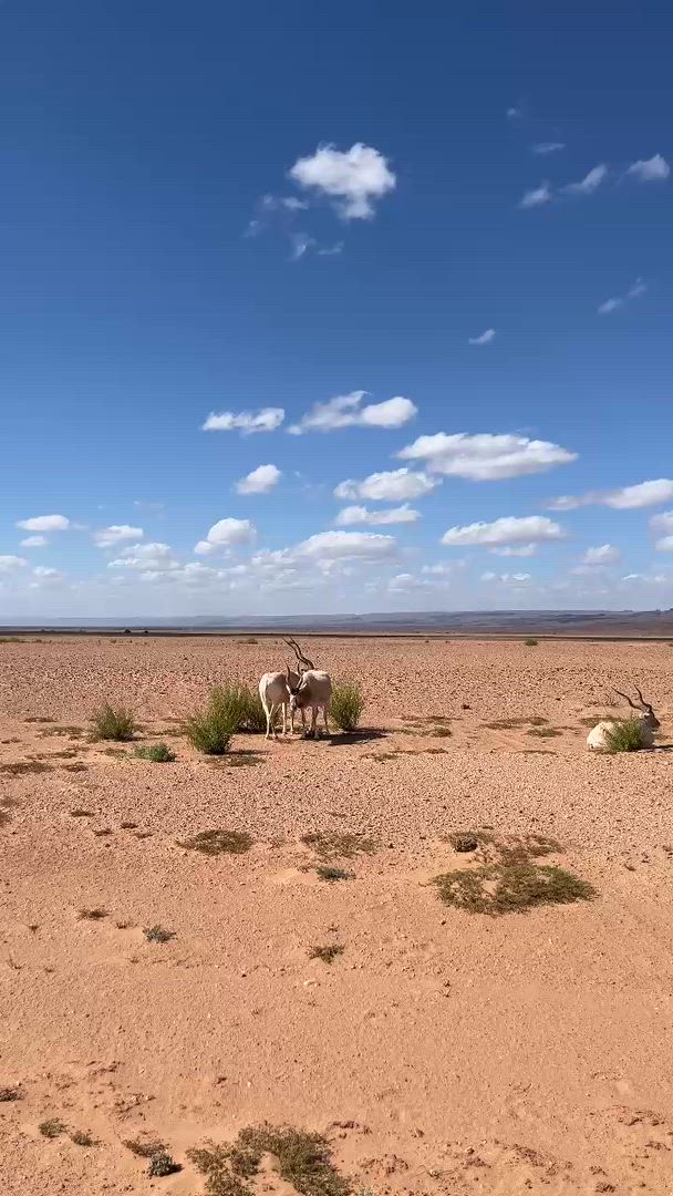 Depuis MARRAKESH : Circuit de 4 jours : Désert du Sahara et Océan Atlantique customer review video