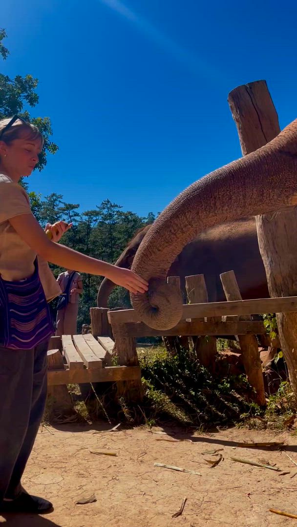 L'expérience de l'éléphant en Thaïlande : Protection des animaux, conservation et Trek dans la jungle customer review video