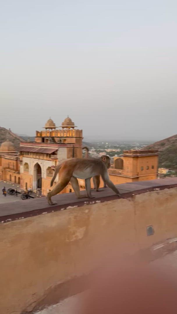 Vídeo de reseña del cliente sobre Viaje de 12 días al Triángulo de Oro con Udaipur y Safari con Tigres