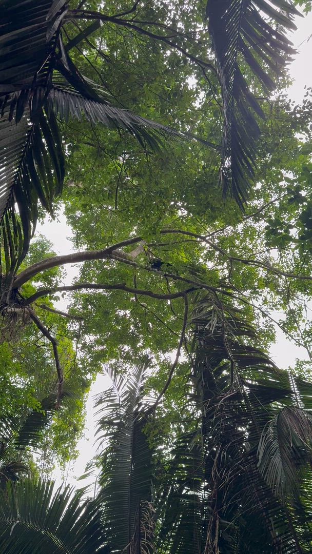 Vídeo de reseña del cliente sobre Tierra de Belice y Tikal