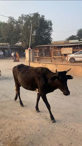 Trouvez votre circuit idéal en Inde. Nous avons 4689 aventures à vous proposer en Inde entre une journée et 51 jours. Le mois le plus apprécié pour s'y rendre est mai, c'est-à-dire le mois qui compte le plus grand nombre de départs.