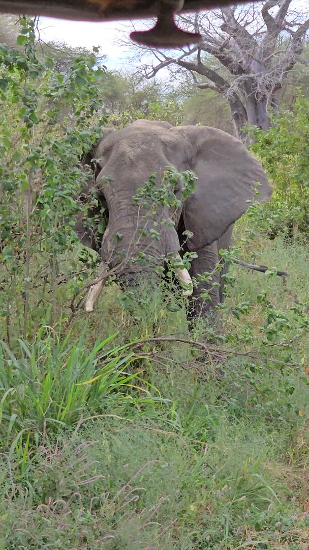 Safari classique Big Five en Tanzanie **Approche de voyage durable customer review video