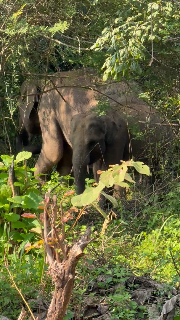 Grand Tour Sri Lanka - Kleingruppenreise 14 Tage Kundenbewertungsvideo