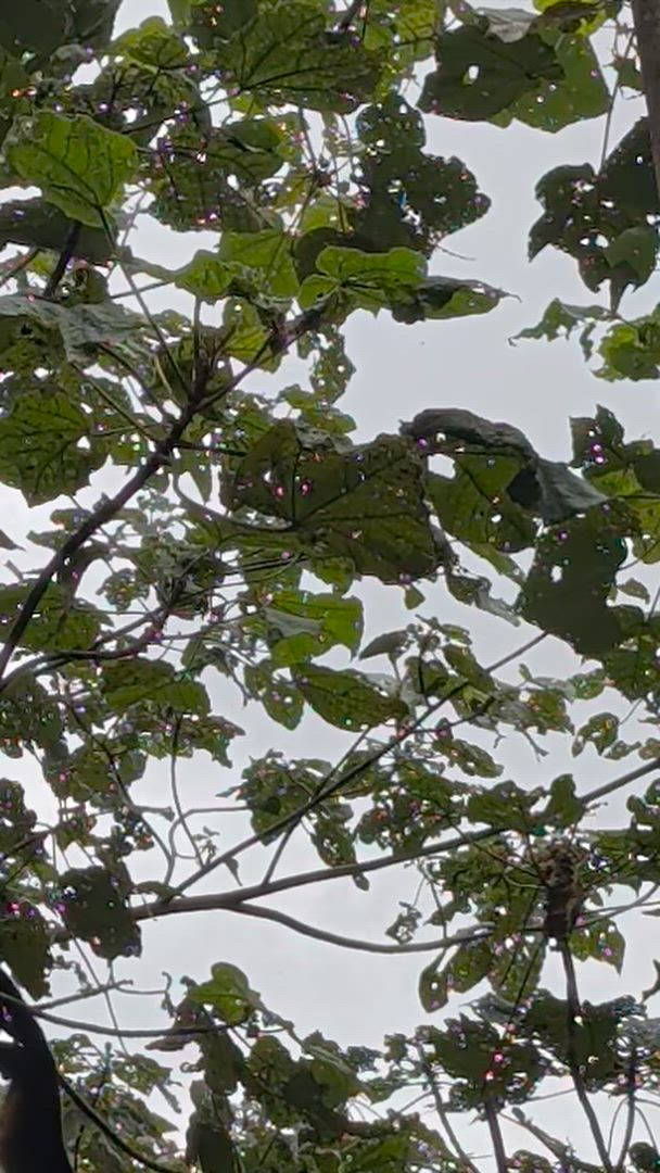 Quête de la Costa Rica customer review video