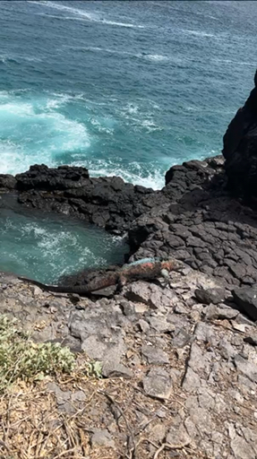 Stand before the giant tortoises, splash around with the sea lions at La Lobería, and paddle a kayak in the breathtaking Tortuga Bay, where unspoiled beaches and marine iguanas await. Hike the enormous Sierra Negra Volcano crater, or explore the Tintoreras Islet, a living testament to evolution, home to remarkable marine animals.