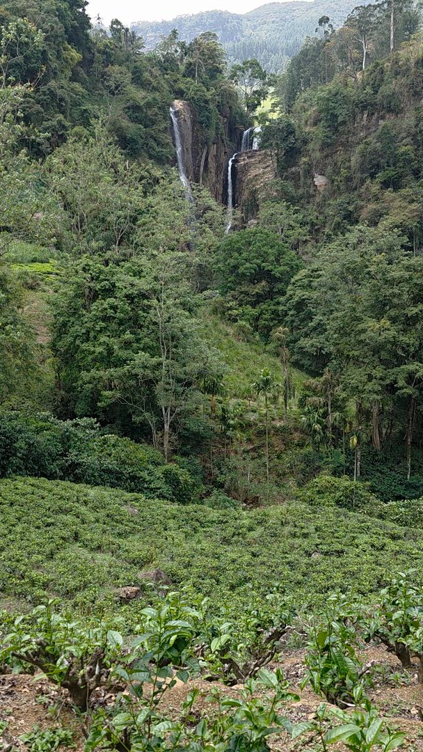 Sri Lanka - Temples &amp; plantations de thé customer review video